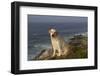 Yellow Labrador Retriever on Seashore Rocks, Foggy Morning, Pemaquid, Maine, USA-Lynn M^ Stone-Framed Photographic Print