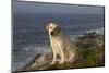 Yellow Labrador Retriever on Seashore Rocks, Foggy Morning, Pemaquid, Maine, USA-Lynn M^ Stone-Mounted Photographic Print