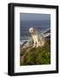 Yellow Labrador Retriever on Seashore Rocks, Foggy Morning, Pemaquid, Maine, USA-Lynn M^ Stone-Framed Photographic Print