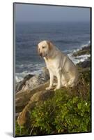 Yellow Labrador Retriever on Seashore Rocks, Foggy Morning, Pemaquid, Maine, USA-Lynn M^ Stone-Mounted Photographic Print