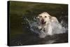 Yellow Labrador Retriever Plunging into Stream to Start Retrieve, St. Charles, Illinois, USA-Lynn M^ Stone-Stretched Canvas