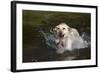 Yellow Labrador Retriever Plunging into Stream to Start Retrieve, St. Charles, Illinois, USA-Lynn M^ Stone-Framed Photographic Print