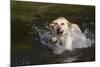 Yellow Labrador Retriever Plunging into Stream to Start Retrieve, St. Charles, Illinois, USA-Lynn M^ Stone-Mounted Photographic Print