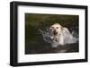 Yellow Labrador Retriever Plunging into Stream to Start Retrieve, St. Charles, Illinois, USA-Lynn M^ Stone-Framed Photographic Print