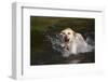 Yellow Labrador Retriever Plunging into Stream to Start Retrieve, St. Charles, Illinois, USA-Lynn M^ Stone-Framed Photographic Print