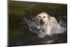 Yellow Labrador Retriever Plunging into Stream to Start Retrieve, St. Charles, Illinois, USA-Lynn M^ Stone-Mounted Photographic Print