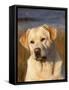 Yellow Labrador Retriever, Portrait-Lynn M^ Stone-Framed Stretched Canvas