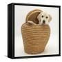 Yellow Labrador Retriever Pup, 4 Months Old, in Straw Laundry Basket-Mark Taylor-Framed Stretched Canvas