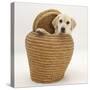 Yellow Labrador Retriever Pup, 4 Months Old, in Straw Laundry Basket-Mark Taylor-Stretched Canvas