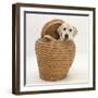 Yellow Labrador Retriever Pup, 4 Months Old, in Straw Laundry Basket-Mark Taylor-Framed Photographic Print