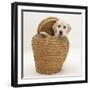 Yellow Labrador Retriever Pup, 4 Months Old, in Straw Laundry Basket-Mark Taylor-Framed Photographic Print