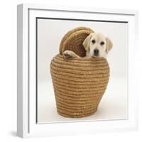 Yellow Labrador Retriever Pup, 4 Months Old, in Straw Laundry Basket-Mark Taylor-Framed Photographic Print