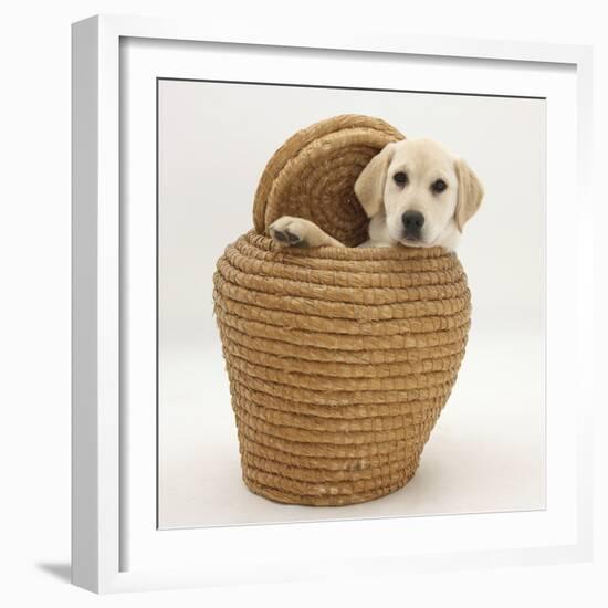 Yellow Labrador Retriever Pup, 4 Months Old, in Straw Laundry Basket-Mark Taylor-Framed Photographic Print