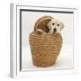 Yellow Labrador Retriever Pup, 4 Months Old, in Straw Laundry Basket-Mark Taylor-Framed Photographic Print