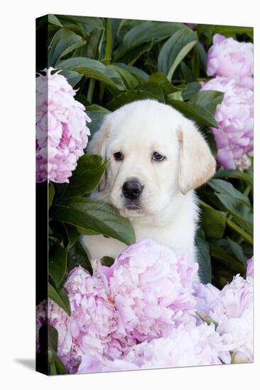 Yellow Labrador Retriever Pup in Pink Peonies, Maple Park, Illinois, USA-Lynn M^ Stone-Stretched Canvas