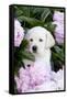 Yellow Labrador Retriever Pup in Pink Peonies, Maple Park, Illinois, USA-Lynn M^ Stone-Framed Stretched Canvas