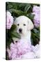 Yellow Labrador Retriever Pup in Pink Peonies, Maple Park, Illinois, USA-Lynn M^ Stone-Stretched Canvas