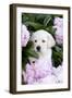 Yellow Labrador Retriever Pup in Pink Peonies, Maple Park, Illinois, USA-Lynn M^ Stone-Framed Premium Photographic Print