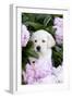 Yellow Labrador Retriever Pup in Pink Peonies, Maple Park, Illinois, USA-Lynn M^ Stone-Framed Premium Photographic Print