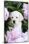 Yellow Labrador Retriever Pup in Pink Peonies, Maple Park, Illinois, USA-Lynn M^ Stone-Mounted Premium Photographic Print