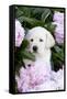 Yellow Labrador Retriever Pup in Pink Peonies, Maple Park, Illinois, USA-Lynn M^ Stone-Framed Stretched Canvas