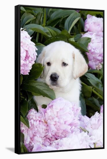 Yellow Labrador Retriever Pup in Pink Peonies, Maple Park, Illinois, USA-Lynn M^ Stone-Framed Stretched Canvas