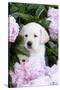 Yellow Labrador Retriever Pup in Pink Peonies, Maple Park, Illinois, USA-Lynn M^ Stone-Stretched Canvas