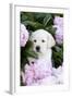 Yellow Labrador Retriever Pup in Pink Peonies, Maple Park, Illinois, USA-Lynn M^ Stone-Framed Photographic Print