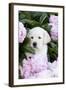 Yellow Labrador Retriever Pup in Pink Peonies, Maple Park, Illinois, USA-Lynn M^ Stone-Framed Photographic Print