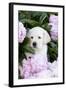 Yellow Labrador Retriever Pup in Pink Peonies, Maple Park, Illinois, USA-Lynn M^ Stone-Framed Photographic Print