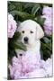 Yellow Labrador Retriever Pup in Pink Peonies, Maple Park, Illinois, USA-Lynn M^ Stone-Mounted Photographic Print