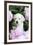 Yellow Labrador Retriever Pup in Pink Peonies, Maple Park, Illinois, USA-Lynn M^ Stone-Framed Photographic Print