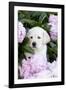 Yellow Labrador Retriever Pup in Pink Peonies, Maple Park, Illinois, USA-Lynn M^ Stone-Framed Photographic Print