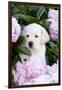 Yellow Labrador Retriever Pup in Pink Peonies, Maple Park, Illinois, USA-Lynn M^ Stone-Framed Photographic Print