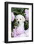 Yellow Labrador Retriever Pup in Pink Peonies, Maple Park, Illinois, USA-Lynn M^ Stone-Framed Photographic Print