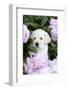 Yellow Labrador Retriever Pup in Pink Peonies, Maple Park, Illinois, USA-Lynn M^ Stone-Framed Photographic Print