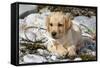 Yellow Labrador Retriever Pup Lying in Seaweed Wrack and Stones on Rocky Beach-Lynn M^ Stone-Framed Stretched Canvas