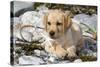 Yellow Labrador Retriever Pup Lying in Seaweed Wrack and Stones on Rocky Beach-Lynn M^ Stone-Stretched Canvas