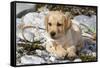 Yellow Labrador Retriever Pup Lying in Seaweed Wrack and Stones on Rocky Beach-Lynn M^ Stone-Framed Stretched Canvas