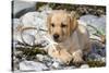 Yellow Labrador Retriever Pup Lying in Seaweed Wrack and Stones on Rocky Beach-Lynn M^ Stone-Stretched Canvas