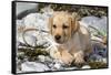 Yellow Labrador Retriever Pup Lying in Seaweed Wrack and Stones on Rocky Beach-Lynn M^ Stone-Framed Stretched Canvas