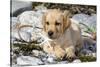 Yellow Labrador Retriever Pup Lying in Seaweed Wrack and Stones on Rocky Beach-Lynn M^ Stone-Stretched Canvas