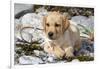 Yellow Labrador Retriever Pup Lying in Seaweed Wrack and Stones on Rocky Beach-Lynn M^ Stone-Framed Photographic Print