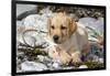 Yellow Labrador Retriever Pup Lying in Seaweed Wrack and Stones on Rocky Beach-Lynn M^ Stone-Framed Photographic Print