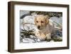 Yellow Labrador Retriever Pup Lying in Seaweed Wrack and Stones on Rocky Beach-Lynn M^ Stone-Framed Photographic Print