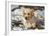 Yellow Labrador Retriever Pup Lying in Seaweed Wrack and Stones on Rocky Beach-Lynn M^ Stone-Framed Photographic Print