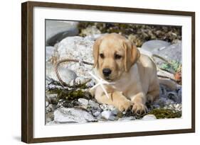 Yellow Labrador Retriever Pup Lying in Seaweed Wrack and Stones on Rocky Beach-Lynn M^ Stone-Framed Photographic Print