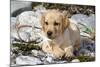 Yellow Labrador Retriever Pup Lying in Seaweed Wrack and Stones on Rocky Beach-Lynn M^ Stone-Mounted Photographic Print