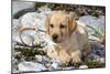 Yellow Labrador Retriever Pup Lying in Seaweed Wrack and Stones on Rocky Beach-Lynn M^ Stone-Mounted Photographic Print