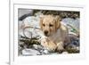 Yellow Labrador Retriever Pup Lying in Seaweed Wrack and Stones on Rocky Beach-Lynn M^ Stone-Framed Photographic Print